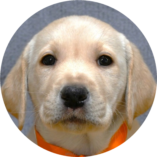 英国ラブラドールの子犬(A child of ウィリアム & ) 英国ラブラドールの子犬